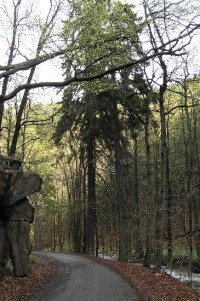 Prunéřovské údolí: památné smrky