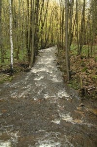 Prunéřovské údolí: Prunéřovský potok