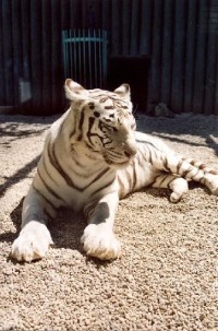 v Zoo: tygřice