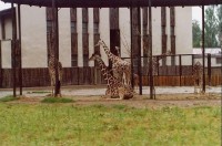 žirafy: žirafy v dešti
