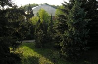 botanická zahrada: jehličnany