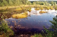 Swamp: v pozadí hladina Máchova jezera