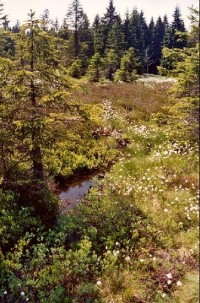 Božidarské rašeliniště v červnu: kvetoucí suchopýr