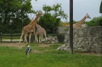 ZOO - Ústí: výběh žiraf