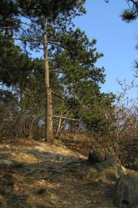 Kaňkov: borovice na západní stráni