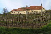Františkánský klášter: klášterní vinice