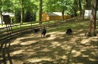 v lázeňském parku: výběh pro kozy kamerunské 