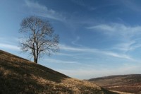 Tobiášův vrch: strom na severní stráni