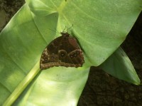 Motýl - Fata Morgana