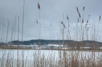 Zbynické rybníky: v zimě