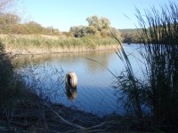 mušlovský rybník