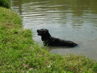vodní pes