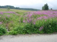 Horské louky nad Kvildou