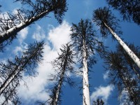 Stromy v pralese nad Plešným jezerem