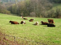 Odpočívající krávy na pastvě