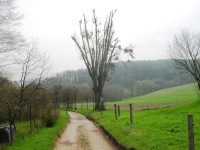 Torzo stromu a kříž směrem na Želechovice