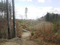 Křižovatka lesních cest u odbočky k prameni Dřevnice
