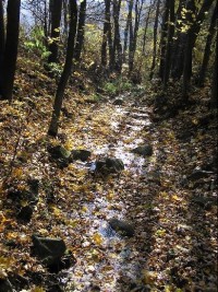 Koutecký potok: Potok na Boňkově