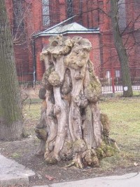 Bohumín - starý strom u kostela Bož. srd. Páně