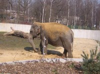 ZOO Ostrava - slon indický