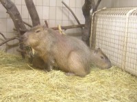 ZOO Ostrava - kapybara