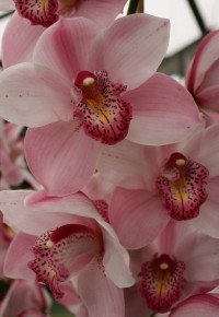 Keukenhof - orchideje