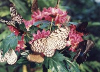 Burggarten - Dům motýlů