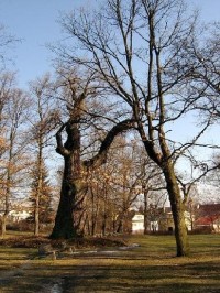 Dub 1: podle oslavné básně na dalovické duby, kterou v roce 1810 napsal Theodor Körner, německý romantický básník. Jeho socha, dílo sochaře Ludvíka Tischlera, byla naproti dubu odhalena v r. 1914. Stáří dubu lze odhadovat na 900-1000 let. 