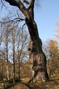 Dub 23: Podle oslavné básně na dalovické duby, kterou v roce 1810 napsal Theodor Körner, německý romantický básník. Jeho socha, dílo sochaře Ludvíka Tischlera, byla naproti dubu odhalena v r. 1914. Stáří dubu lze odhadovat na 900-1000 let.
