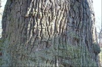 Dub 12: Podle oslavné básně na dalovické duby, kterou v roce 1810 napsal Theodor Körner, německý romantický básník. Jeho socha, dílo sochaře Ludvíka Tischlera, byla naproti dubu odhalena v r. 1914. Stáří dubu lze odhadovat na 900-1000 let.