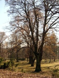 Park 35: Tento zámecký park se vyznačuje velmi starými a cennými stromy, dříve to byly především prastaré duby. 