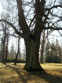 Park 40: Tento zámecký park se vyznačuje velmi starými a cennými stromy, dříve to byly především prastaré duby. Jeden z nich, tzv Körnerův je starý až 1000 let. Ještě počátkem minulého století tu stáli tři takoví velikáni, které básník Theodor Körner