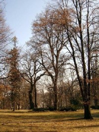 Park 37: Tento zámecký park se vyznačuje velmi starými a cennými stromy, dříve to byly především prastaré duby. 