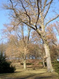 Park 43: Tento zámecký park se vyznačuje velmi starými a cennými stromy, dříve to byly především prastaré duby. Jeden z nich, tzv Körnerův je starý až 1000 let. Ještě počátkem minulého století tu stáli tři takoví velikáni, které básník Theodor Körner