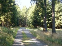 Od studánky: pohled na rozcestník,který se nachází vpravo na druhém stromě,odbočka vpravo vede po modré značce do Míšova, cesta rovně je značena žlutou značkou a směřuje do Borovna, vlevo neznačená lesní cesta.