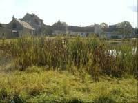 Rybník v obci: V okolí obce bylo devět rybníků, které byly postupně zrušeny zůstal jeden v obci u kapličky.