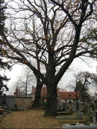 památný strom