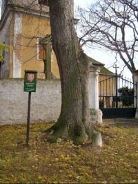 Památný strom: Památný strom u kostela Sv.Václava v Kovanicích.