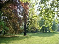 Chotkovy sady v Praze: V sadech roste cca 55 druhů dřevin - mohutné topoly, platany, duby, habry a další. 