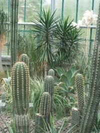 kaktusová expozice v botanické zahradě
