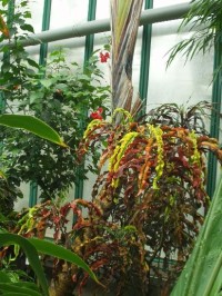 tropy v botanické zahradě