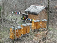 Kamenný šanec - pozor na včelíny v areálu opevnění
