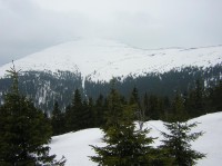 Sněžka ze Svorové hory