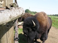 bizoní farma Cunkov