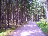 lesní cesta za Kateřinou