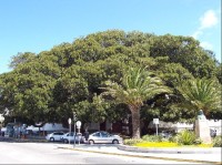 Věřte nebo ne, ale tenhle obrovský strom je fíkus, Cádiz, jižní Španělsko: Cádiz