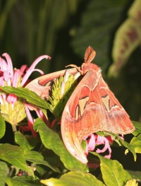 Botanická zahrada Brno Attacus atlas- největší motýl na světě -- září 2014