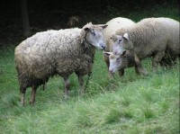 Pasoucí se ovce