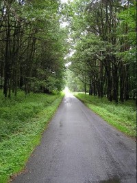 Černý les: Černý les - pohled na cestu do Šilheřovic