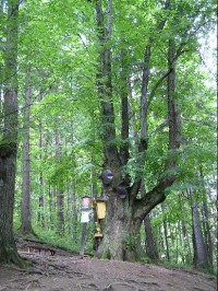 Koliba - památný strom: Koliba - památný strom